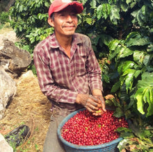 Load image into Gallery viewer, Guatemala Finca San Gerardo - Our roast rated Top 10 Best Coffees from Guatemala! (Sept. 2021)

