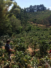 Load image into Gallery viewer, Costa Rica Naranjo La Rosa - sourced directly from our favorite farm co-op in the region
