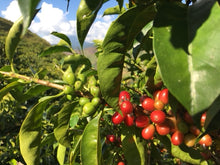 Load image into Gallery viewer, Colombia San Pascual Natural - exceptional microlot rated 92 points
